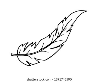 Bird feather. Drawn in doodle style in black outline on a white background. Vector illustration.