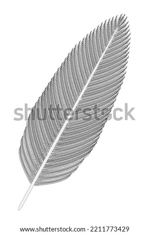 Bird Feather (gray). Vector illustration.