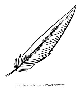 Bird Feather hand drawn drawing. Sketch plumage decoration clipart. Vector illustration.