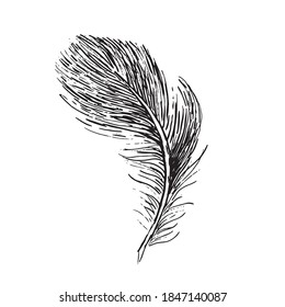 Bird feather. Hand drawn illustration, vector.