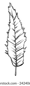 Bird feather in hand drawn sketch style