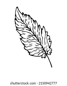 bird feather icon with strokes. a drawing of a curved, bird's feather with a striped pattern, drawn in the style of a sketch, isolated black outline on white for a design template.
