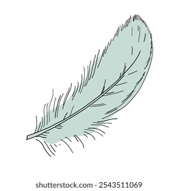 Bird feather on a white background