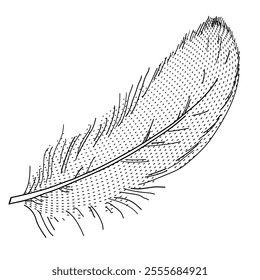 Bird feather on a white background	