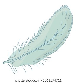 Bird feather on a white background