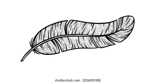 Bird feather for ornaments. Curved decorative feather isolated in white background. Hand drawn vector illustration