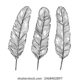 Vogelfeder, Plumelet Set. Klassischer Tintenstift, Feder zum Schreiben. Handgezeichneter Clipart