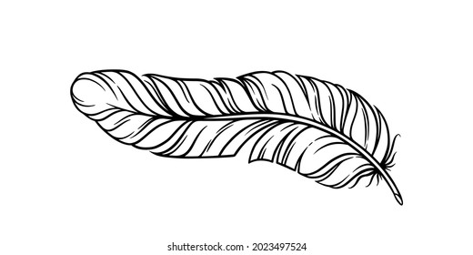 Bird feather for a quill. Curvy fluffy feather isolated in white background. Hand drawn vector illustration