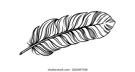 Bird feather for a quill. Tribal feather illustration for an ethnic decoration. Vector illustration isolated in white background