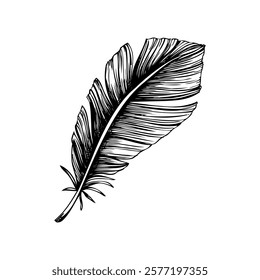 Bird feather sketch. Decorative spring drawing. Hand drawn vector illustration. Nature design element. NOT AI generated