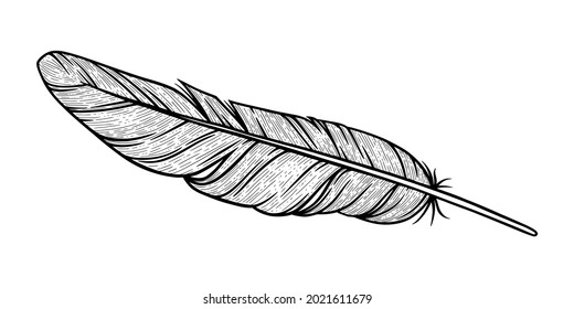 Vogelfederskizze. Adler dekorative Feder einzeln auf weißem Hintergrund. handgezeichnete Vektorgrafik