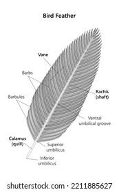 Bird Feather (structure). Vector Illustration.