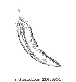 Bird feather vector illustration. Hand drawn feather illustration. Bird plumage. Writing pen. Vector Boho element. Old bird feathering silhouette. Black and white plumage element