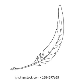 Bird feather. Vector pen ink. Retro feather for calligraphy.