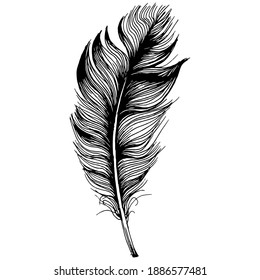 Pluma de pájaro aislada del ala. Elemento de ilustración aislado. Pluma vectora para fondo, textura, patrón de envoltura, marco o borde.