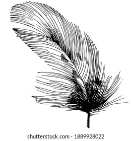 Bird feather from wing isolated. Isolated illustration element. Vector feather for background, texture, wrapper pattern, frame or border.