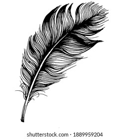 Bird feather from wing isolated. Isolated illustration element. Vector feather for background, texture, wrapper pattern, frame or border.
