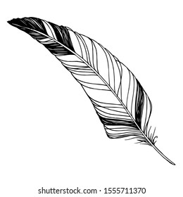 Bird feather from wing isolated. Vector feather for background, texture, wrapper pattern, frame or border. Black and white engraved ink art. Isolated feathers illustration element.