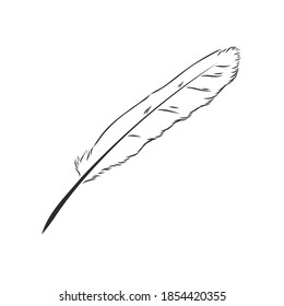 bird feathers. Hand drawn illustration converted to vector. Outline with transparent background, pen vector sketch illustration