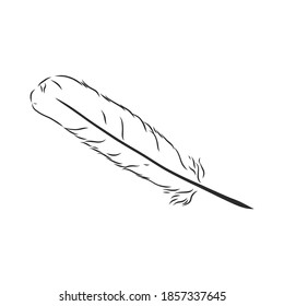 bird feathers. Hand drawn illustration converted to vector. Outline with transparent background, pen vector sketch illustration