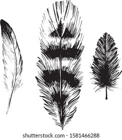 Bird feathers isolated on white background. Ink drawing effect. Vector graphics. Bohemian tattoo