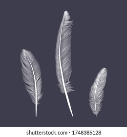 Las plumas de pájaro en un fondo oscuro. Fondo natural.