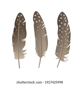 Bird feathers set isolated on white background. Quail, pheasant natural colors feathers collection. Easter Design element. Vector illustration in realistic style