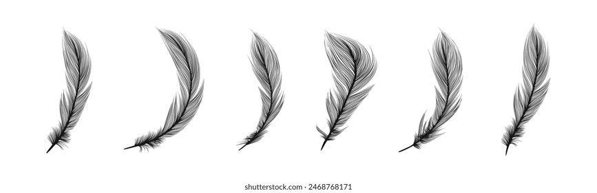 Bird feathers set. Teathers illustration