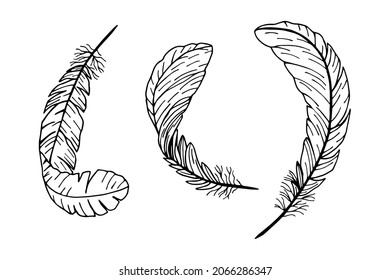Bird feathers set. Vector stock illustration eps10. Isolate on white background, outline, hand drawing.