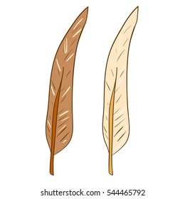 Bird feathers vector illustration isolated on white background. Retro Boho design elements.
