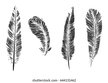 Bird feathers vector silhouette