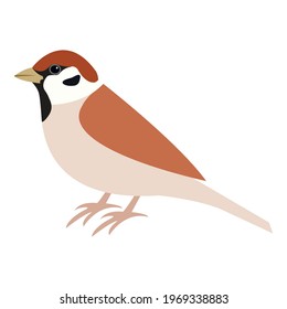 Bird field sparrow vector, isolated on white, simple. Sparrow (Passer montanus) stock illustration