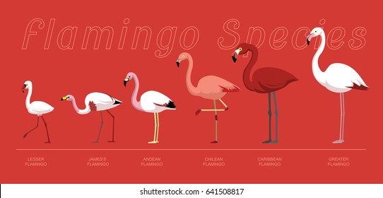 Bird Flamingo Species Set Cartoon Vector Illustration