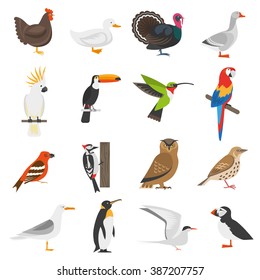 Bird flat color icons set of penguin woodpecker parrot owl turkey goose chicken duck isolated vector illustration  