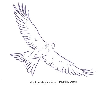 Bird of flight contour, vector illustration