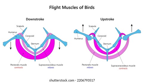 Bird Flight Muscles. Vector Illustration.