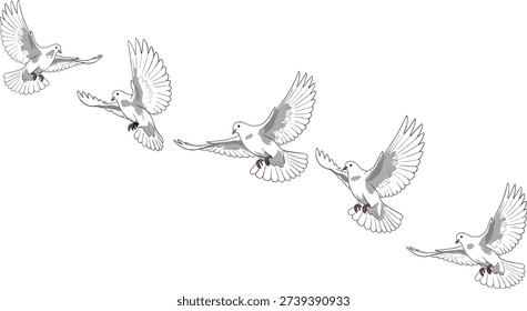 Bird flight sequence vector illustration, flying bird motion clipart, wing movement stages, avian anatomy design for biology and animation reference