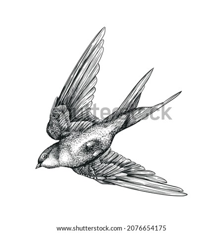 bird flight wings feathers figure swallow