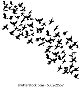 Bird flock, vector flying birds silhouettes, hand drawn songbirds