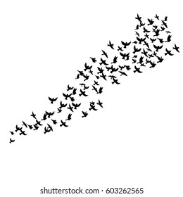 Bird flock, vector flying birds silhouettes, hand drawn songbirds