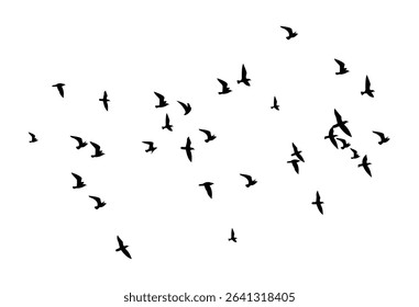 Bird flocks silhouette flying on white background