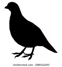 bird fly animals wild chicken
