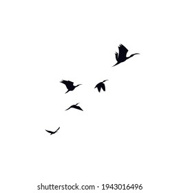 bird fly in formation
simple and clean design