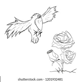 Bird flying up to a bouquet of roses. Caricature crow and roses.