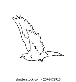 Bird flying fast trough the air, hand drawn outline illustration image. Exotic animal that fly with wings and feather, isolated symbol in the jungle, hand drawn vector image. Wild bird pen drawing art