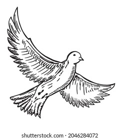 Bird flying hand drawn. Ink black and white drawing. Sketch Vector