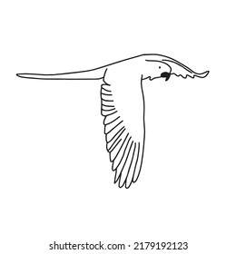 Bird flying hand drawn. Sketch black and white vintage exotic tropical bird parrot macaw flying  illustration Vector. Isolated on white. Use for exotic beach, wedding, party