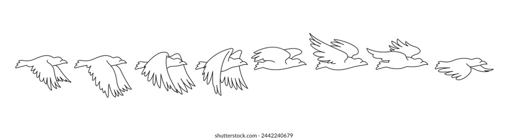 bird flying process in different poses. outline design vector. isolated white background
