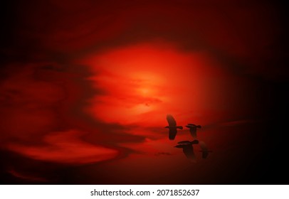 bird flying in the red sky, nature vector background.
