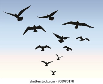 Bird flying silhouette over blue sky background. Animal wildlife skyline